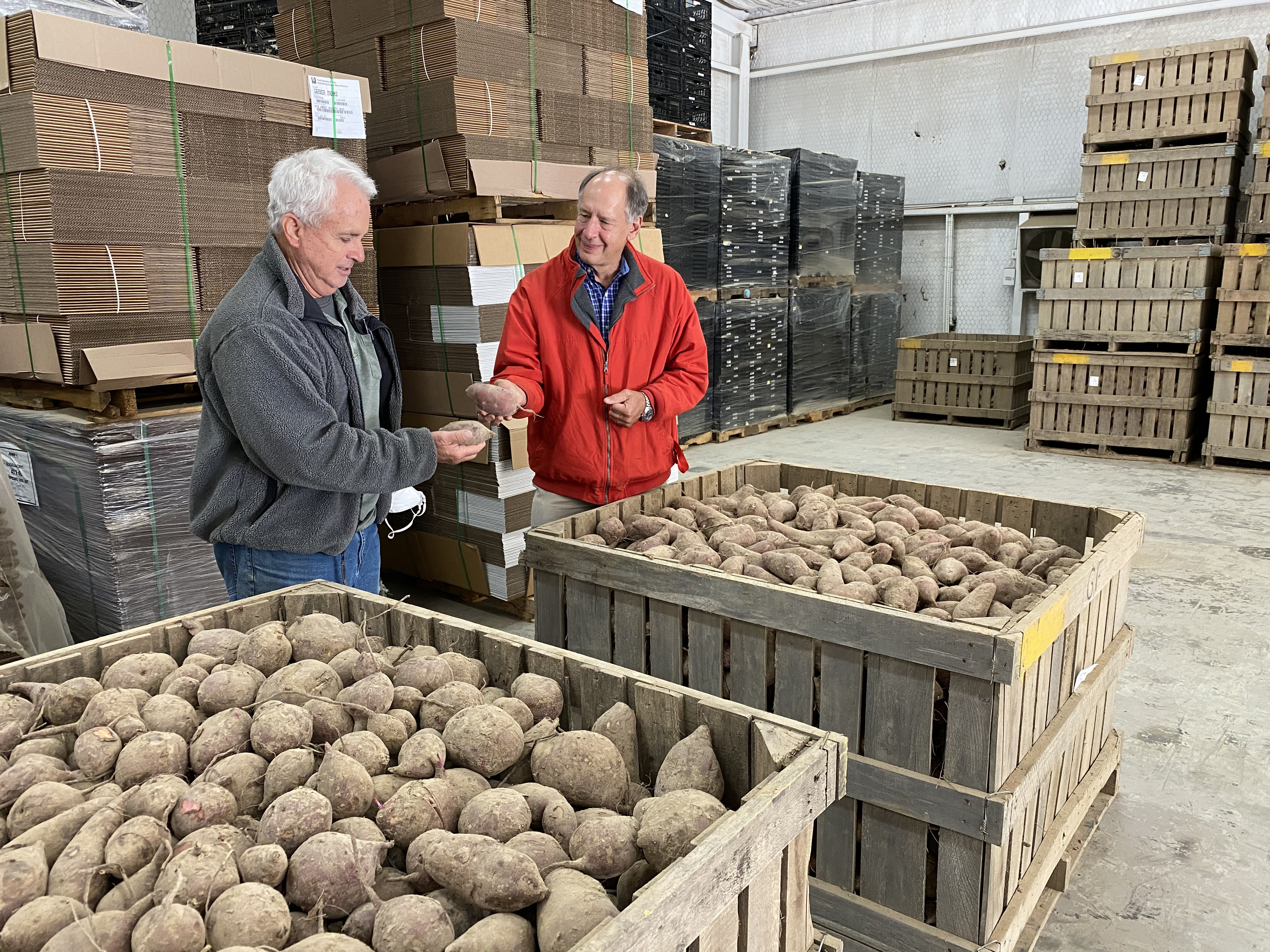 Sweet Potato Breeding Program Helps Market Meet Demand 
